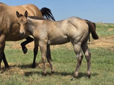 Moria Bartender JW <BR> AQHA 6421187